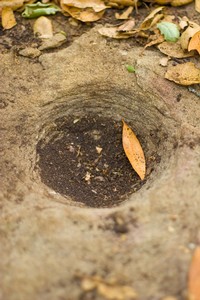 Grinding rock with laurel leaf